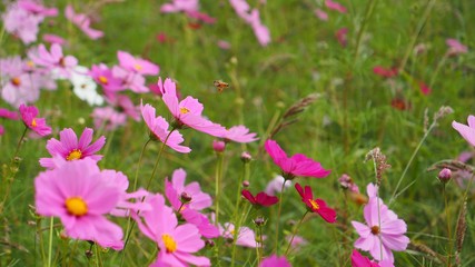 コスモス
