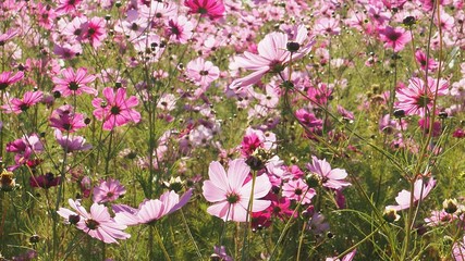 Fototapeta premium コスモス