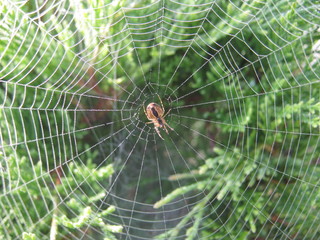 spider on web