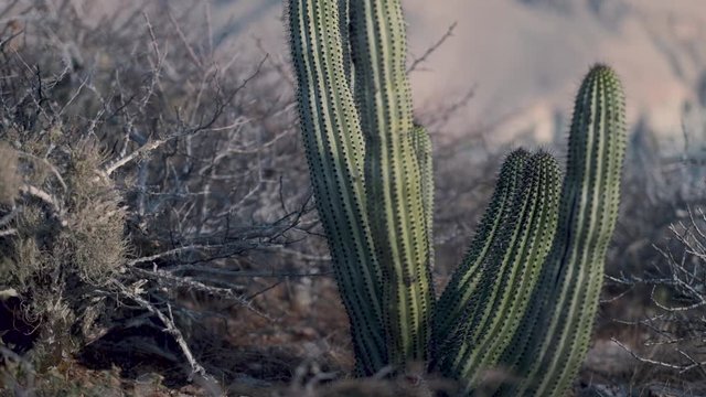 Panoramic shot of a desert cactus, on a dry terrain, with the ocean in the background