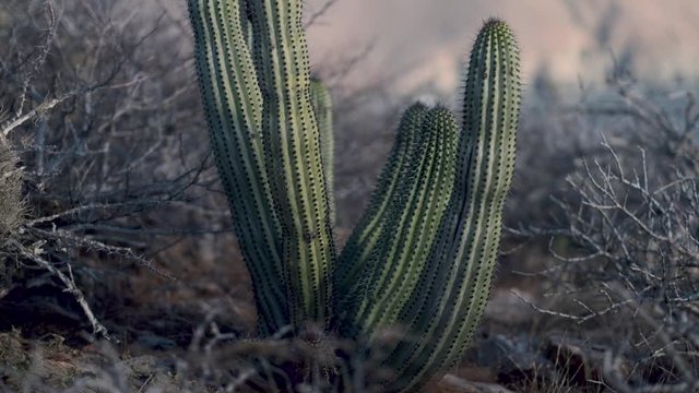 Tilt shot of a desert cactus, on a dry terrain, with the ocean in the background