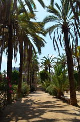 palm trees in the park