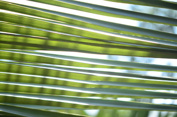 palm leaves background