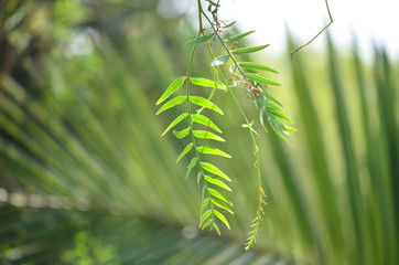 green branch of a tree