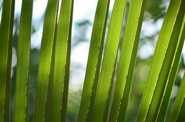 palm leaves
