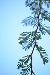 palm tree on background of blue sky