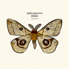 Aglia japonica Moth, hand draw sketch vector.