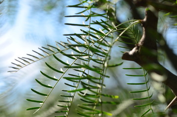 fern in forest