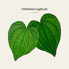 Wildbetal Leafbush, tropical leaves.Drawing vector illustration