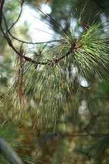 pine branch with cones