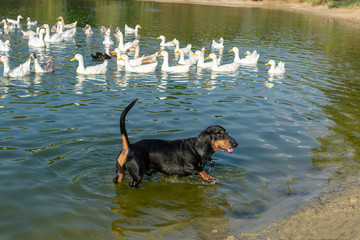  Swimming black dachshund on the background of domestic geese and ducks floating in the pond