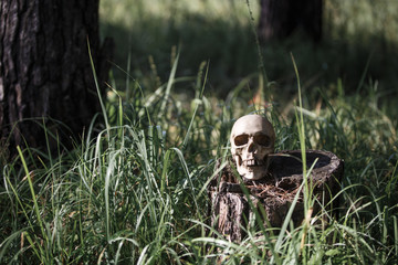 A human skull in the tall grass. Black and white Halloween concept, scary skull mockup in grass.