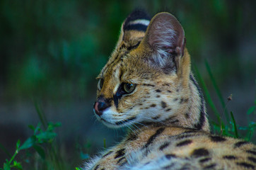 portrait of wild cat