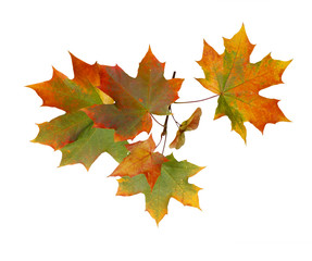 Branch of autumn maple leaves isolated on white background