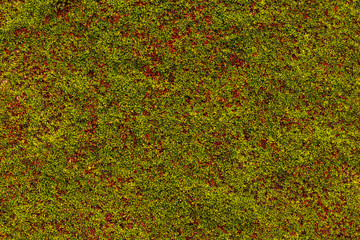 Green moss on concrete wall natural texture or background.