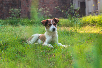 A beautiful white puppy sitting on green grass.