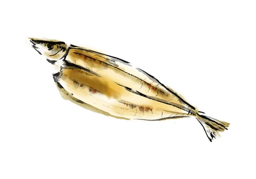 焼きさんま 秋刀魚 さんま サンマ 魚 秋 秋食材 旬 さかな 青魚 イラスト 墨絵 和風 筆書き 手描き 和食 秋の食材 しお焼き 塩焼き 焼魚 イラスト素材 白バック 白背景 手書き 焼き魚 挿絵 カット 日本食 定番 食べ物 フード 食事