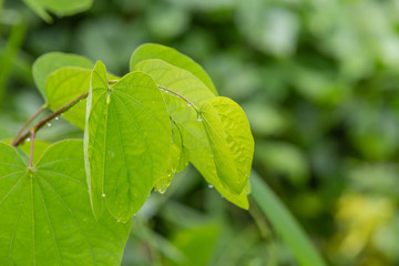 The background of green leaves at the top of the branches and blurred background.