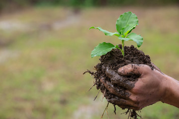The farmer's hand holding the soil and having a young tree in the hand.