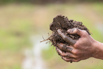 The farmer's hand holding the soil on his rice field.