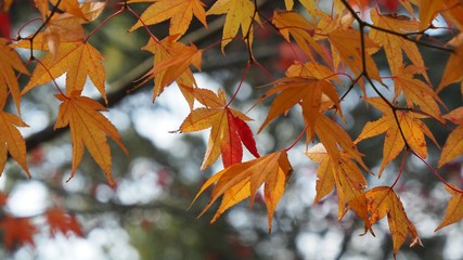 紅葉