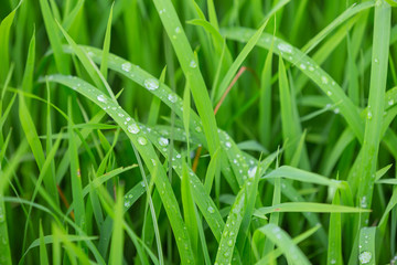 Fototapeta na wymiar Raindrops that stay on top of the green grass leaves in the evening.