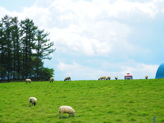 北海道美瑛町 羊の放牧風景