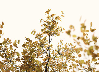 Herbst Baumkrone nah ansicht