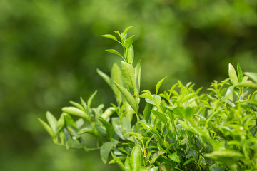 The background of the green leafy background of the vegetable garden.