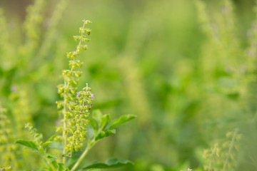 The background of the green leafy background of the vegetable garden.