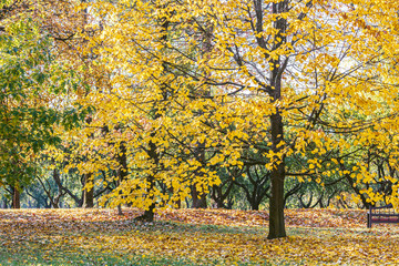 park in autumn sunny day. trees with gold yellow foliage, dry leaves on grass, wooden bench