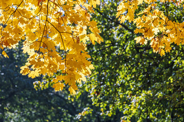 Naklejka na ściany i meble maple tree branch with yellow dry leaves on defocused park trees background with sunlight