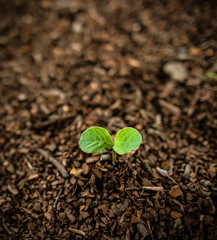 young plant in soil