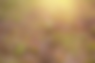 The background concept of the shade of the nursery.