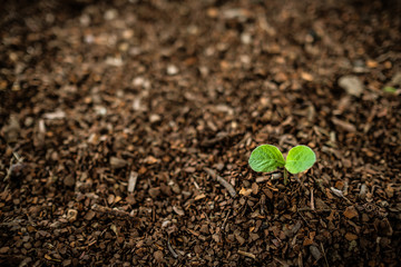 young plant in soil