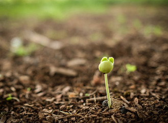 young plant in soil