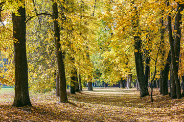 park alley covered with dry fallen leaves. trees with yellow leaves. park in autumn