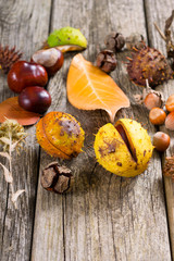 fallen autumn growths and leaves on worn wooden