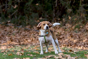 Home beagle (male) for a walk