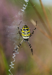 wasp spider