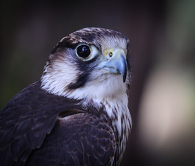 lanner falcon