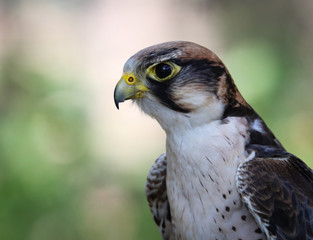 lanner falcon
