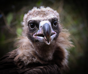 black vulture