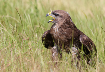 Fototapeta premium Bird of Prey