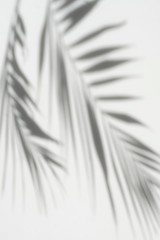 Abstract grey shadow of natural palm leaves background on white wall. poster