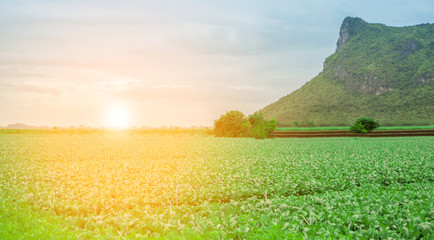 Kale Farm agriculture plant organic vegetable garden