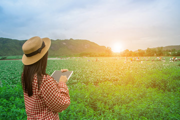 Tablet in the hands of farmers Vegetable farm with technology