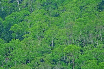 新緑に包まれた白樺林の情景