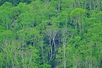 新緑に包まれた白樺林の情景