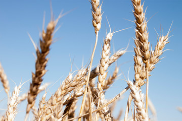 ears of wheat against blue sky